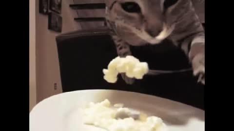 Funny Cats Clips in 30 Seconds