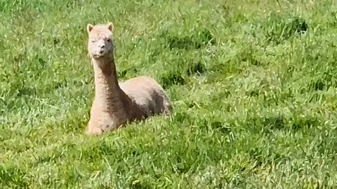 Alpacas today's furry friend