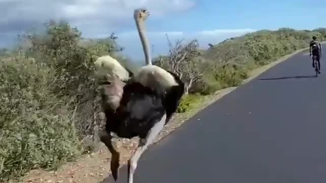 turkeys running with cyclists