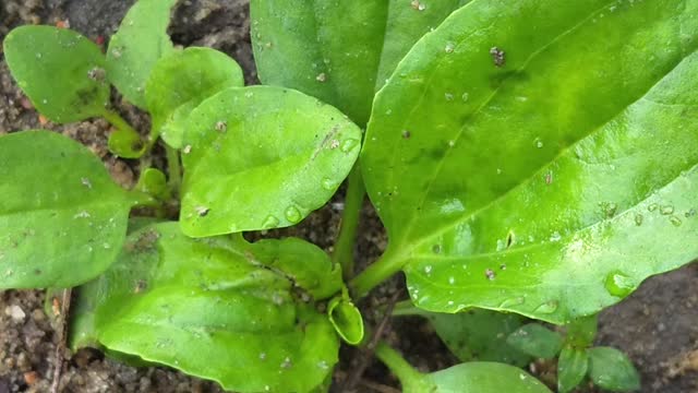 Plantain plant