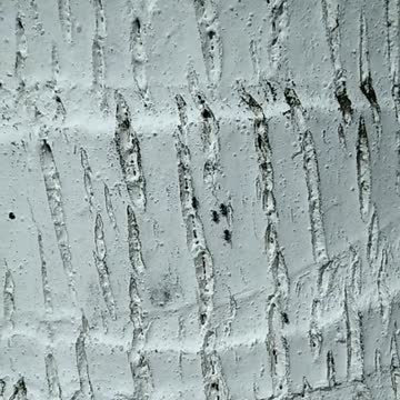 Ants in coconut tree