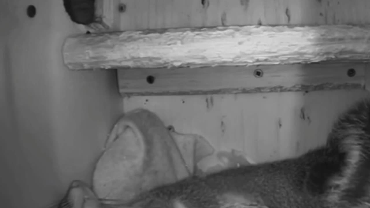 How squirrels sleep 😊😍