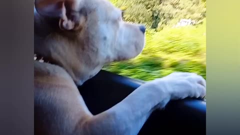 🤩 Pitbull enjoying car ride