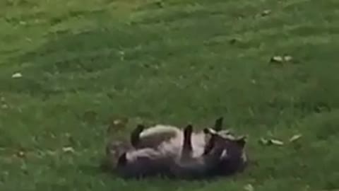 Raccoon too many last night
