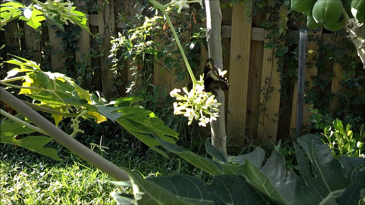 Black Swallowtail Butterfly in south Florida