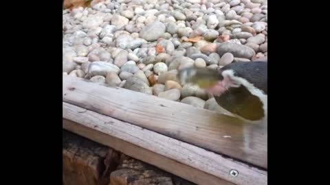 Animal mocking kids