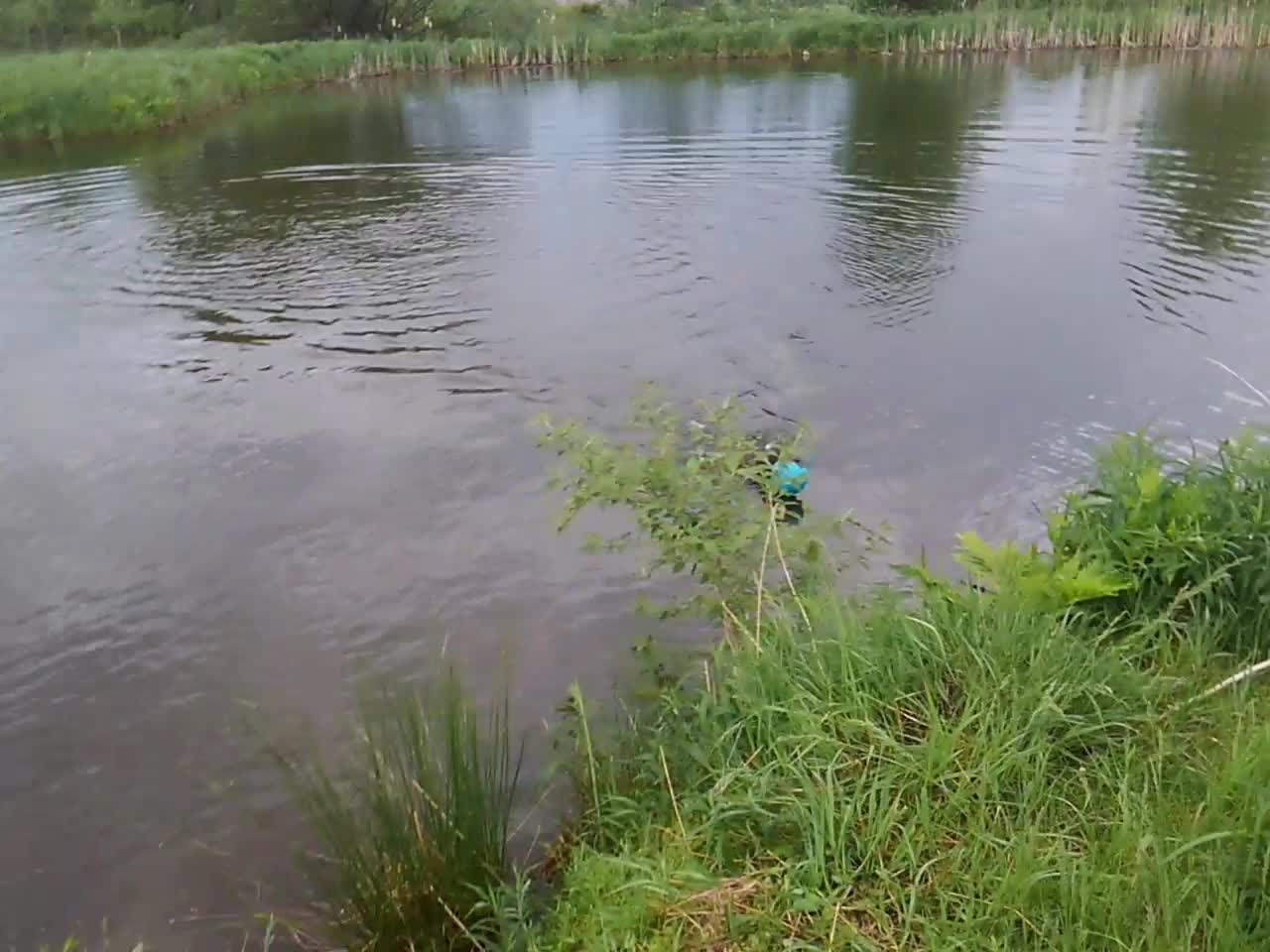Pond Fun