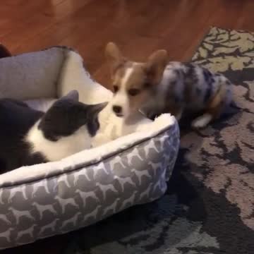 Puppy adorably tries to get kitty out of his bed