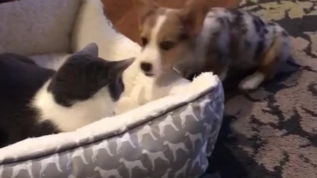 Puppy adorably tries to get kitty out of his bed