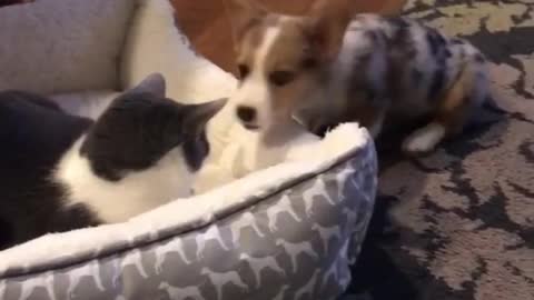 Puppy adorably tries to get kitty out of his bed