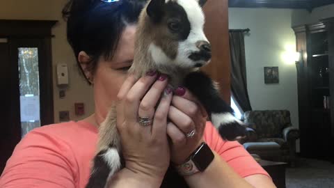 Mini Nigerian pigmy goats