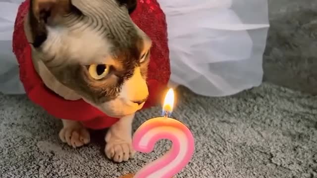 Meow meow Birthday | 2 years