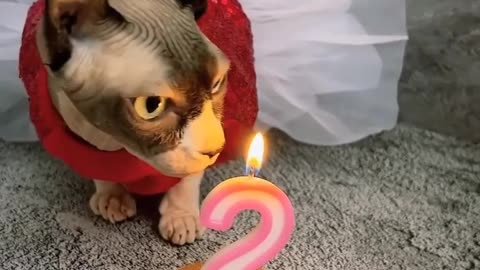 Meow meow Birthday | 2 years