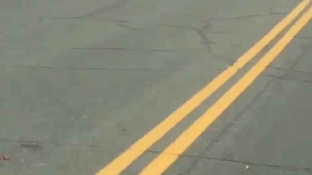 Beaver crosses the street with branch