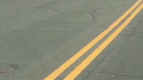 Beaver crosses the street with branch