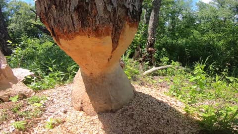 Beaver chewed tree