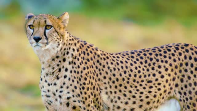 The cheetah up close in South Africa