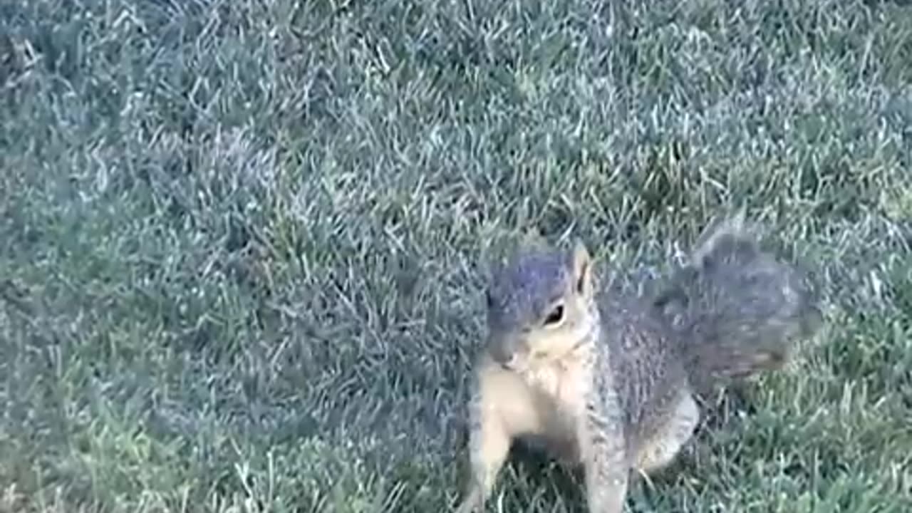 Squirrel after eating some bad mushrooms