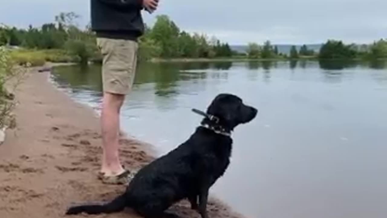 This dog waiting for eats #shorts #viral shorts #dogs #hungry dogs