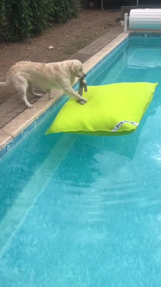 Look at his tail.. Dogs, bruh.. 😊