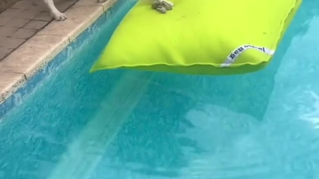 Look at his tail.. Dogs, bruh.. 😊