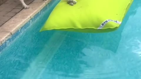 Look at his tail.. Dogs, bruh.. 😊