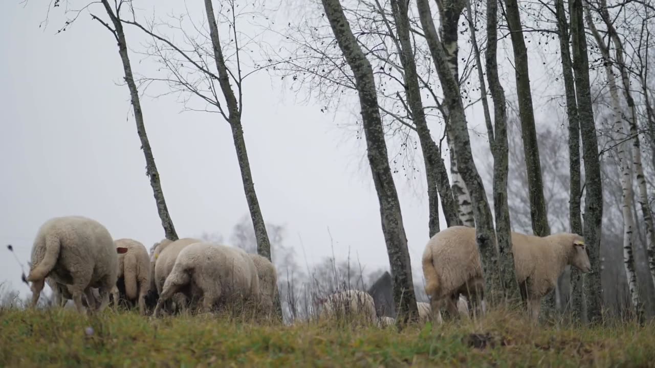 Sheep Flock Pasturing in the Countryside | Free HD Video Footage 🐑🌳