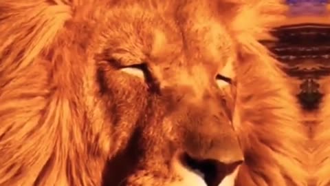 You Love Animals? Cute Animals Video #animals