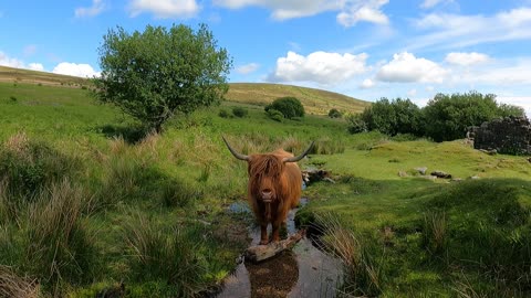 Highland cow in Dartmoor. Beautiful.