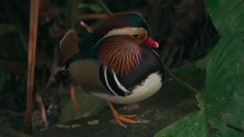 Bird in Its Habitat
