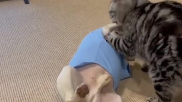 Funniest cats and dogs