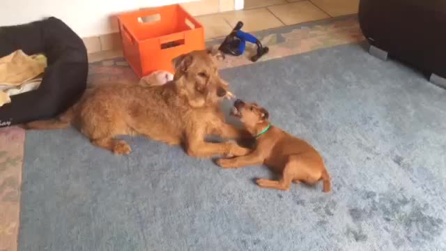 Irish terrier gentleman