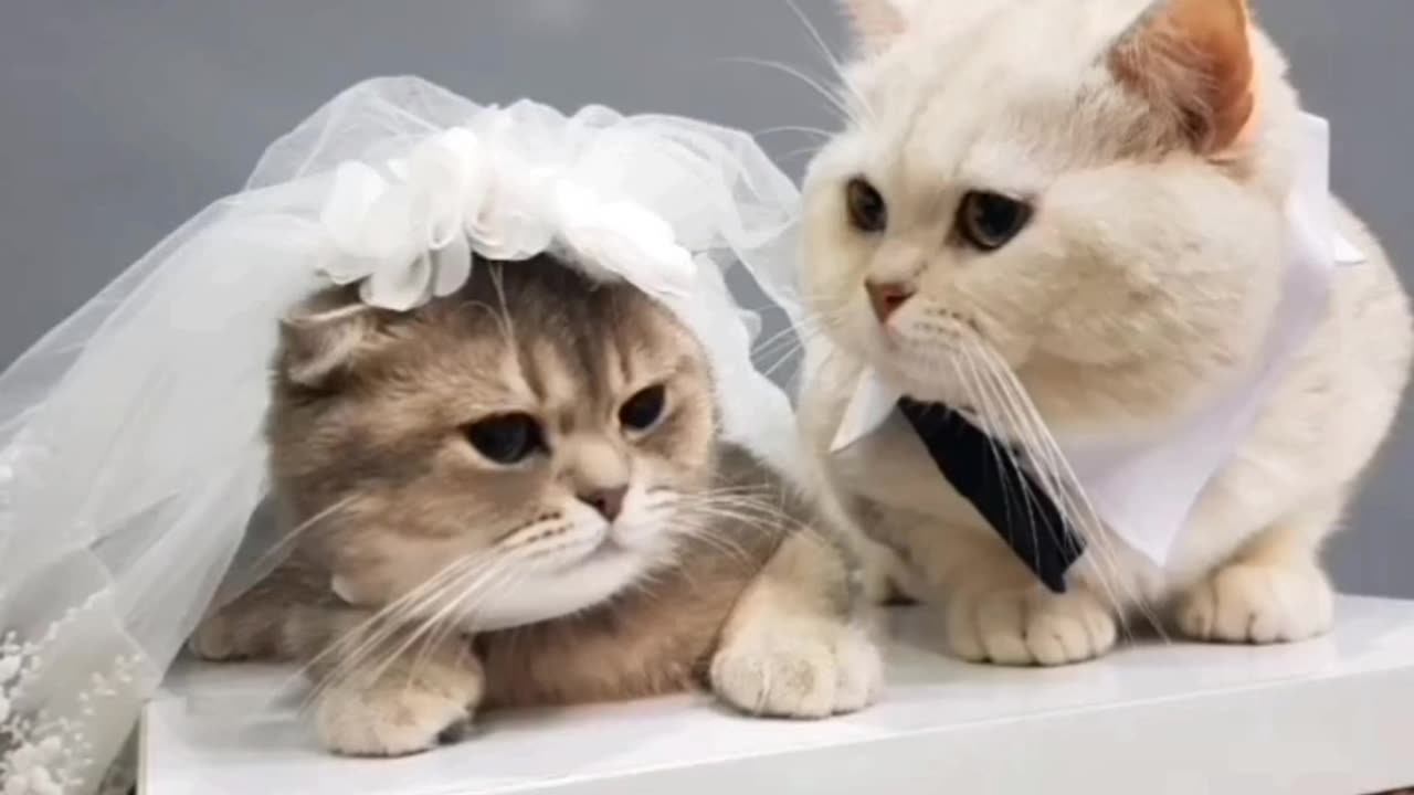 Cat: When I fell in love...