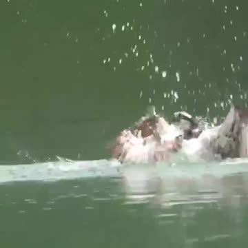 Sharp eyesight and tenacious claws bring results.