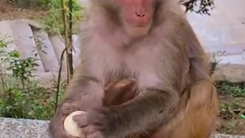 Lovely and Funny Monkey