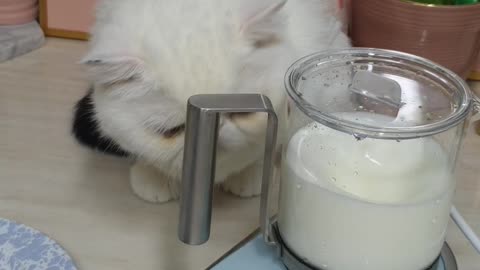 a cat watching a milk whisk.2