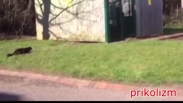 Funny cats Funny cats and kittens The best!