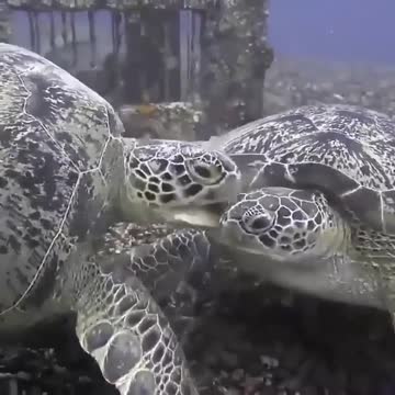 Tortoise In The Water #Tortoise_In_The_Water #animals_Nuture #tortoise #Recpect #Fish