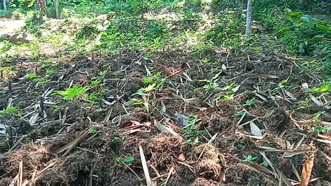 Cassava garden