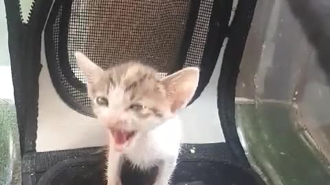 A crying baby cat