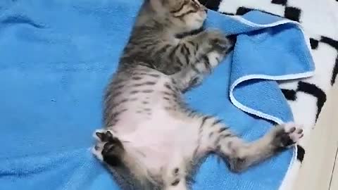 A baby cat that plays well alone.