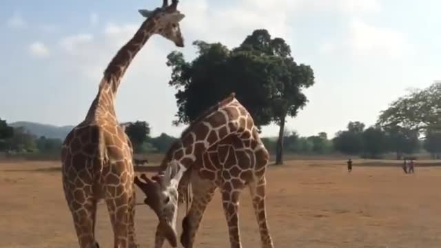 Two Giraffes Fighting Each Other