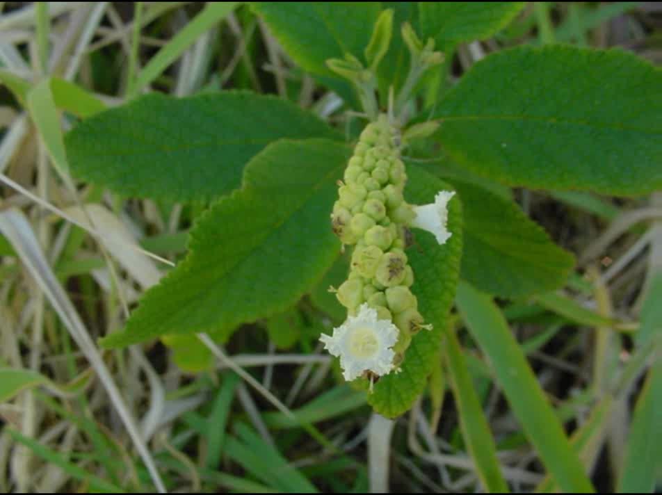 Erva baleeira ( Cordia verbenacea ) serve para dores musculares ou na coluna