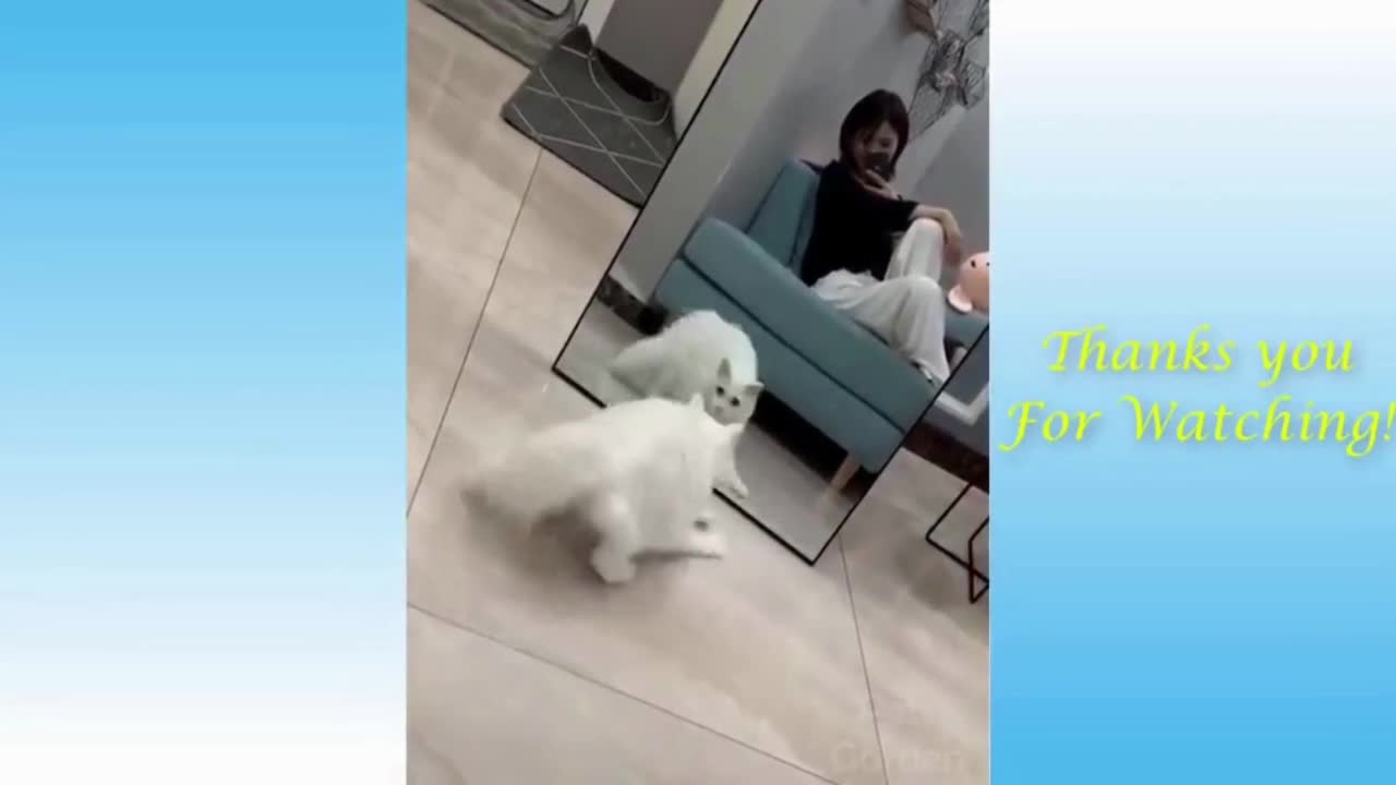 Funny Animal Videos 2022 😂 - Best Funny Dogs And Cats Videos 2022 😺#Shorts