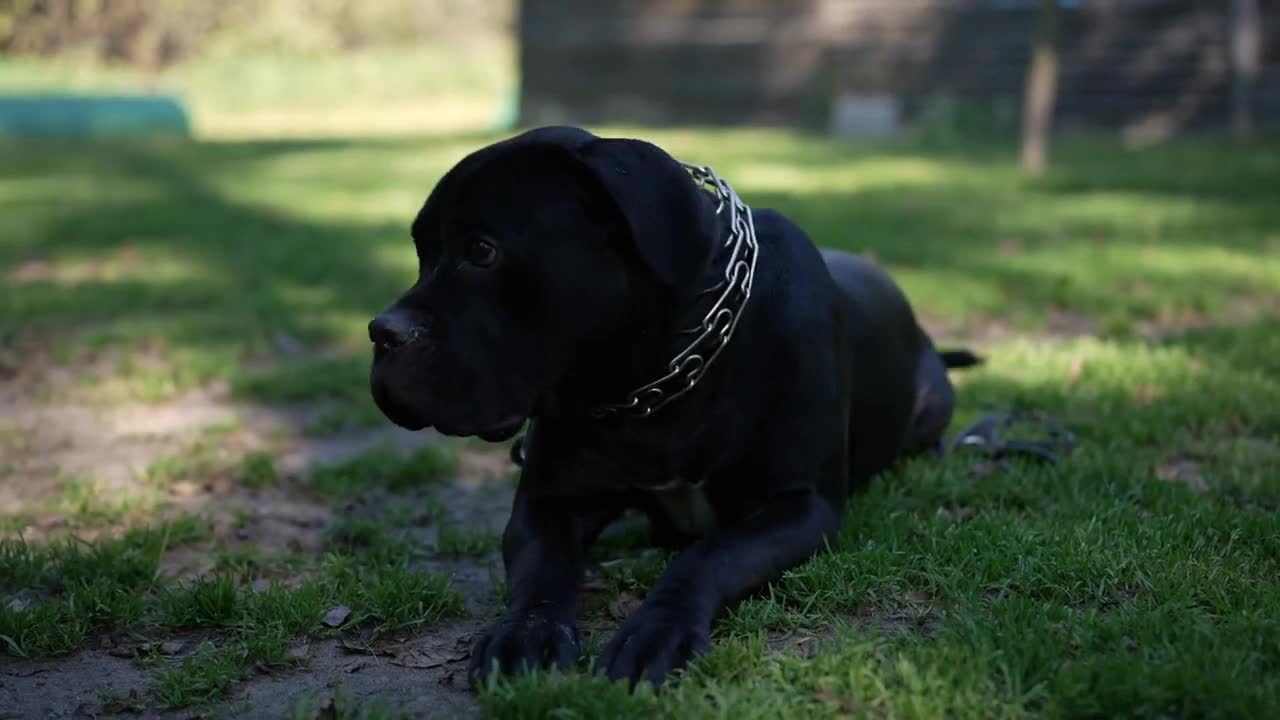 Black young dog barking wagging tail pushing aside cat passing in park