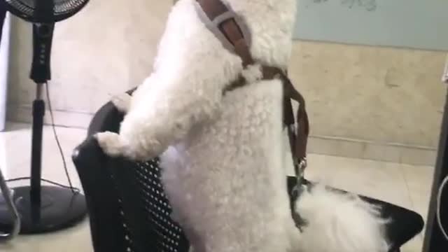 Cute Dog dry his body in font of fan, Dog videos, Dog funny video, Dog comedy video