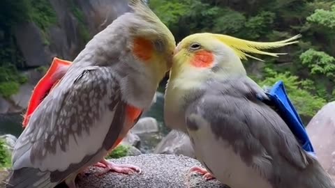 Kissing cute parrots so beautiful