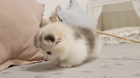 cute cat.-adorable gatito