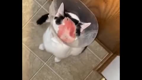 Funniest Cats 😹 - Don't try to hold back Laughter 😂 - Funny Cats Life