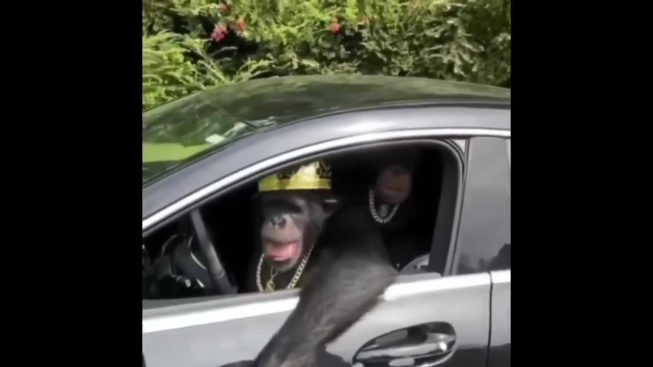 Life Could be dream-Monkey